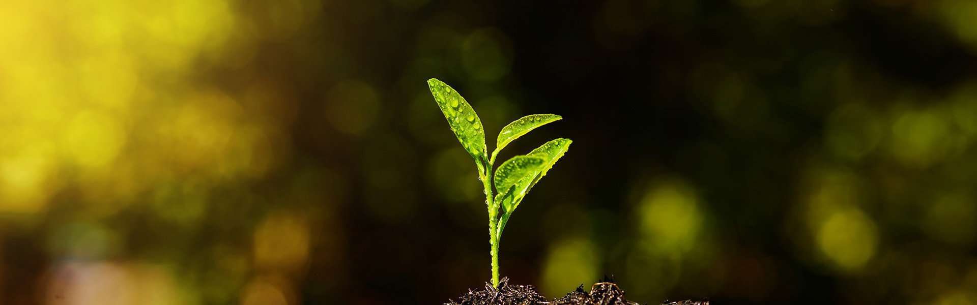 Illustration of GLOBE TAPE company history