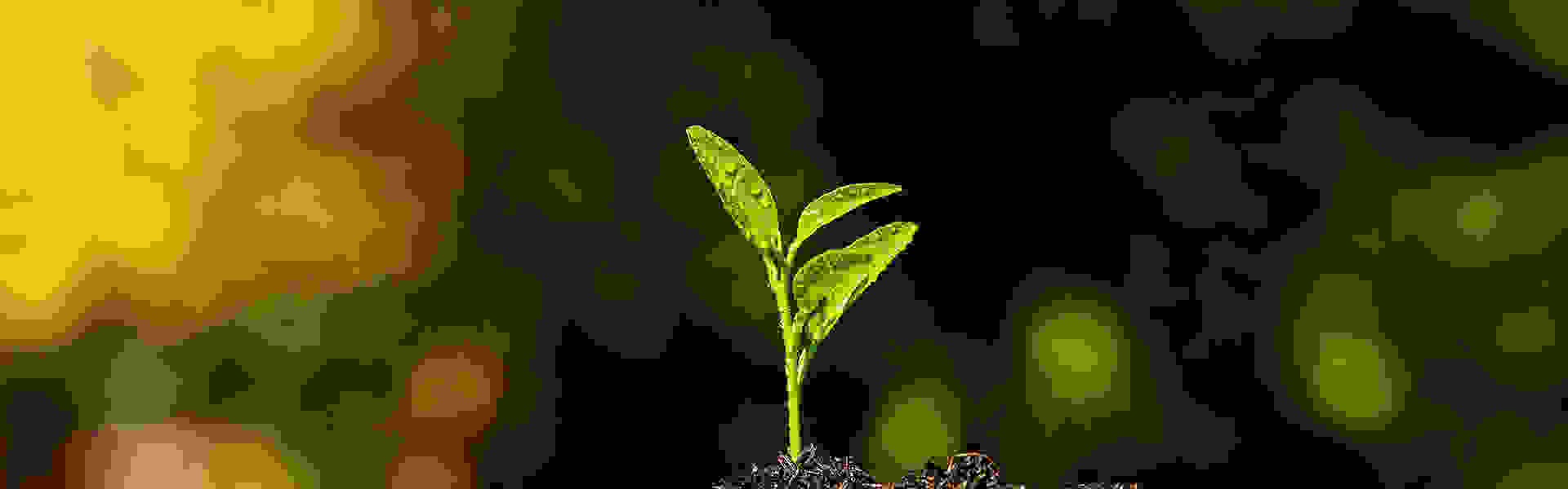 Illustration of GLOBE TAPE company history